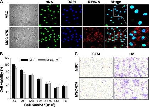 Figure 1 Characterization of MSCs labeled with NIR675 nanoparticles.Notes: (A) Confocal images (×400) of human nuclei staining (green) from MSC-675 showing cellular internalization of NIR675 nanoparticles (red). Nuclei were stained with DAPI (blue) for counterstaining. (B) To examine the cytotoxic effect of NIR675 on MSCs, serial dilutions of cells were seeded in 24-well plates. On day 3 after plating, the viability was analyzed by MTT assay. Data represent average percentage ± SEM of three independent experiments. There is no statistical significance of differences between the two groups. (C) The migratory ability of MSC and MSC-675 in response to CM from tumors was determined using a Transwell plate (8 µm pores). SFM was used as negative control. Representative photomicrographs of stained filters show cells that have migrated. Magnification, ×200.Abbreviations: NIR675, NEO-LIVE™-Magnoxide 675 nanoparticles; MSCs, mesenchymal stem cells; MSC-675, NIR675 labeled MSCs; hNA, human nuclei antibody; MTT, 3-(4,5-dimethylthiazol-2-yl)-2,5-diphenyltetrazolium bromide; DAPI, 4′,6-diamidino-2-phenylindole; SFM, serum-free medium; CM, conditioned medium; SEM, standard error of the mean.