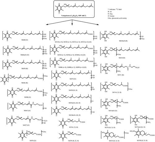 Figure 1. Structure of vatiquinone and metabolic pathways following oral dose administration in rats, dogs, and human subjects.