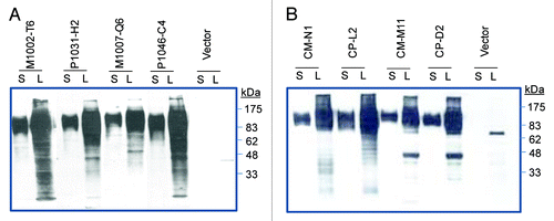 Figure 3. Western blot analysis of gp120 protein expressions in supernatant (S) and lysate (L) of 293T cells transfected by either a DNA vaccine expressing MTCT gp120 or empty vector. (A) gp120 DNA vaccines expressing HIV-1 clade B MTCT Env from paired M1002-T6/P1031-H2 and M1007-Q6/P1046-C4. (B) gp120 DNA vaccines expressing HIV-1 clade B MTCT Env from paired CM-N1/CP-L2 and CM-M11/CP-D2. The letters “M” and “P” indicate the Env from mother and her descendent infant in each pair. The rabbit serum specific for HIV-1 gp120 was used as the detecting antibody at 1:500 dilution.