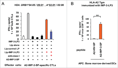 Figure 5. Efficient cross-presentation of IMP-3-LP3 encapsulated in liposomes in vitro and cross-priming with IMP-3-LP3 in HLA-A2 Tgm in vivo. (A) A2-IMP-3-SP-specific CTLs derived from HD4 (HLA-A2+) were stimulated in vitro with autologous DCs pulsed with IMP-3-LP3 encapsulated in liposomes (Lip-IMP-3-LP3), IMP-3-LP2 encapsulated in liposomes (Lip-control LP), or liposomes alone (Lip alone). CTL responses were analyzed by IFNγ ELISPOT assays. Representative data from three independent experiments with similar results are shown. (B) HLA-A2 Tgm were immunized with IMP-3-LP3 emulsified in IFA. Seven days after the second immunization, CD8+ T cells were isolated from the pooled inguinal lymph nodes and were stimulated ex vivo with bone marrow-derived DCs pulsed with A2-IMP-3-SP or A2-HIV-SP. The numbers of IFNγ-producing CD8+ T cells were assessed using an ex vivo ELISPOT. Representative data from three independent experiments (two or three mice in each group) that were performed in duplicate or triplicate (all yielded similar results) are shown.**p <0.01.