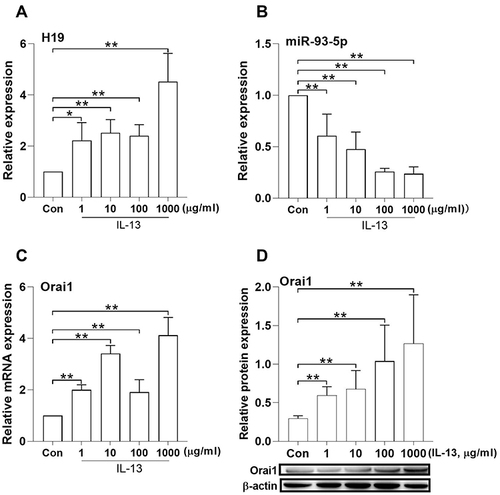 Figure 2 Effects of IL-13 on the expression of H19, miR-93-5p and Orai1 in hBSMCs. In vitro cultured human bronchial smooth muscle cells (hBSMCs) were stimulated with different concentrations of IL-13 for 24 h and the relative expression of lncRNA H19 (A), miR-93-5p (B) and Orai1 mRNA (C) was assayed with RT-qPCR, the protein expression of Orai1 (D) was determined with Western blotting. β-actin was used as internal control for protein expression. Con: control hBSMCs without IL-13 treatment; *P < 0.05, **P<0.01. n=3 for each experiment.