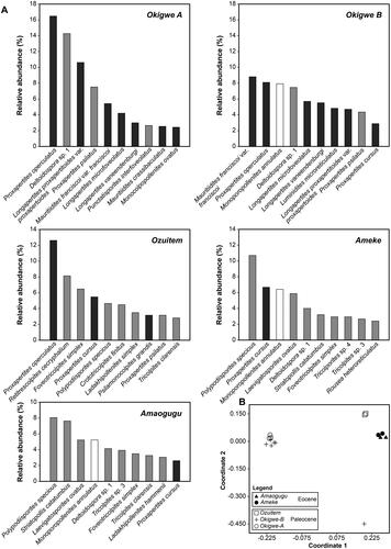 Figure 3. (A) Relative abundance (reported as a percentage) of top-ranked taxa from each of the five sections studied here. Pollen grains with botanical affinities to the Arecaceae (palms) and Araceae (arums; Proxapertites operculatus and P. cursus) are shown in dark grey, Poaceae (grasses) are shown in white, pollen grains and spores with other botanical affinities are shown in light grey. (B) Non-metric multidimensional scaling ordination of the 15 sediment samples analysed here (stress = 0.116).