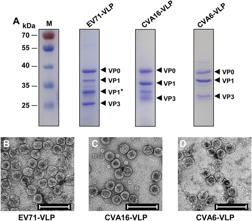 Fig. 2 Characterization of EV71-VLP, CVA16-VLP, and CVA6-VLP.a SDS-PAGE analysis of purified EV71-VLP, CVA16-VLP, and CVA6-VLP. Lane M, protein marker. b–d Electron microscopy micrographs of purified b EV71-VLP, c CVA16-VLP, and d CVA6-VLP. Scale bar = 100 nm