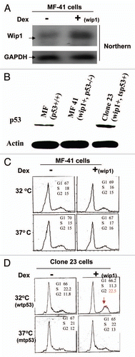 Figure 4 Wip1 induction induces G2/M arrest in un-synchronized mouse cells carrying functional p53. (A) The Wip1 mRNA expression in mouse fibroblast (p53−/−) derivative cells (MF-41). RNA gel blot was prepared using total RNA isolated from the induced (+) and un-induced (−) No.41 clone, which is named MF41, and detected by 32P-Wip1 cDNA fragment. The Wip1 signal was increased in lane marked (+). (B) Western blot was prepared using 50 µg/lane of cell soluble protein from mouse fibroblast (MF) (p53+/+). MF 41 (wip1+, p53−/−) and clone 23 derived from MF41 (tsp53+; wip1+), detected with primary antibodies against p53 and actin respectively. The p53 protein signal is shown in MEF and clone 23, but not in MF41 cells. (The actin signal used as loading control). (C and D) Asynchronized MF-41 and clone 23 cells were collected after O/N induction (+) or non-induction (−) of Wip1 at both 32°C (wtp53) and 37°C (mtp53). The cell cycle profiles presented in DNA content histogram show that the Wip1 induction can clearly increase cell population in G2 phase when functional p53 is present (at 32°C). (Red arrow head marks a higher G2% of cells compared with other cells tested).