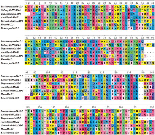 Figure 4. Multiple sequence alignments of conserved HORMA domain in some eukaryotic MAD2 protein sequences along with HORMA domain from Chlamydia trachomatis protein. The proteins are designated by the genus name followed by the name of protein. Alignment was performed using MUSCLE 3.8 and visualized by UniGene.