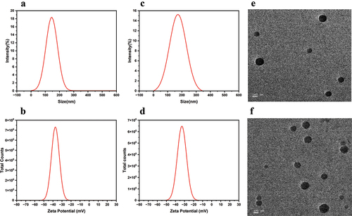 Figure 4. The particle sizes of MTX NPs (a) and PF@MTX NPs (c) and zeta potential MTX NPs (b) and PF@MTX NPs (d). TEM of MTX NPs (e) and PF@MTX NPs (f). n = 3 independent experiments.