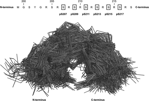 Figure 3. Ensemble of conformations populated by the serine/arginine-rich region of SRSF1 in its phosphorylated state. SRSF1 is a classical serine/arginine (SR) protein, which plays a crucial role in RNA metabolism. Combination of NMR spectroscopy and MD simulations indicated a phosphorylation-induced conformational switch of the RS dipeptide repeat sequence from a highly disordered state to a partially rigid, arch-like structure [Citation113] (as shown in the figure). Phosphorylated serine residues are highlighted in the amino acid sequence.