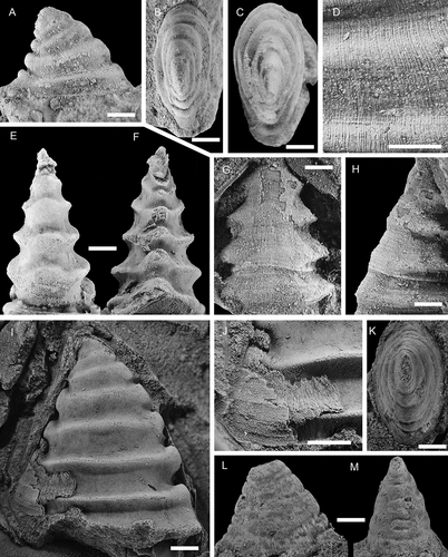 Figure 14. Davidonia puppis (Høyberget et al., Citation2015), showing details of shell morphology, shell mineralogy and ornamentation. A, B, right lateral and dorsal views (PMU 37875). C, dorsal view (PMU 37877). D, detail of ornamentation (external mould) (PMU 37876). E, F, anterior and posterior views (PMU 37878). G, H, silicon cast showing partly preserved shell ornamentation (PMU 37879). I, J, right lateral view of large internal mould with partially preserved shell layers (PMU 37880). K–M, dorsal, right lateral and posterior views of specimen with inner shell layer preserved (PMU 37881). From the Ellipsostrenua spinosa Zone at Gislövshammar, Scania, southern Sweden. Scale bars = 1 mm.