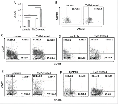 Figure 4. The developmental stage of NK cells from TMZ-treated mice was influenced by TMZ. (A) Migration of NK cells from PBLs of TMZ-treated and control mice (n = 30/group) at 72 h toward medium from DMSO-treated (white bars) and TMZ-treated (striped bars) GL261 cells. **p < 0.005; ***p < 0.0001. (B) CD49b and CD49d integrin surface expression in blood-derived NK cells from TMZ-treated and control mice (n = 4/group) isolated at 72 h; p < 0.001. (C and D) Representative dot plots of the NK cell four-developmental stages basing on surface expression of CD27 and CD11b in blood of TMZ- and vehicle-treated mice on days 12 (C) and 19 (D); p < 0.01. (E and F) Representative dot plots showing CD27 and CD11b expression in tumor-infiltrating NK cells isolated on day 12 (E) and 19 (F) from gliomas, p < 0.005.