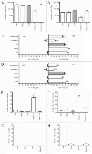 Figure 2. CcdA in vitro toxicity in 293T cells (A, C, E and G) and B16F10 cells (B, D, F and H). Both cells were cotransfected with the pVAX2-Luc as reporter and either pStabyCMV-2 (Staby) or pStabyCMV-2-GOI (StabyGOI) or pcDNA3.3-CcdA (CMV) or pcDNA3.3-LacZN (LacZ) or pCaspase3-wt (Caspasewt) or pCaspase3-mut (Caspasemut). (A, B) Cells containing the pCaspase3-wt show a lower expression of the Luc reporter gene suggesting toxicity. (C, D) LDH and MTT assays did not revealed any toxicity of the pStabyCMV-2 or pcDNA3.3-CcdA. (E, F) The death to live cell ratio, obtained from results of the LDH and MTT tests showed significant toxicity for the wild-type caspase-3 encoding plasmid only. (G, H) qPCRs show the innocuousness overexpression of the CcdA gene. Statistical analysis: One-way ANOVA with Tukey post-test. **p value < 0.01, ***p value < 0.001 compared with LacZ.