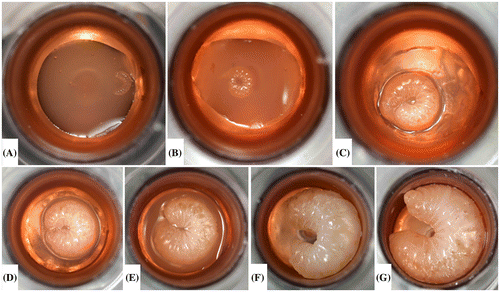 Figure 5. Larval development from the day of grafting (A, t = 3.625 ± 0.5 d), one day (B, t = 4.625 ± 0.5 d), two days (C, t = 5.625 ± 0.5 d), three days (D, t = 6.625 ± 0.5 d), four days post graft (E, t = 7.625 ± 0.5 d), five days (F, t = 8.625 ± 0.5 d), and six days (G, t = 9.625 ± 0.5 d) post grafting. The prepupa in G has fully consumed its diet and is ready to be transferred into the pupal plate. All pictures were taken prior to any scheduled feedings.