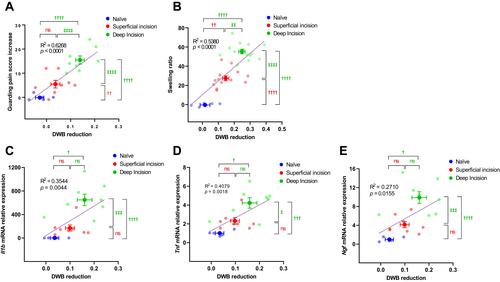 Figure 3 Evaluations of inflammatory responses and pain-like behaviors in different incisional pain models.