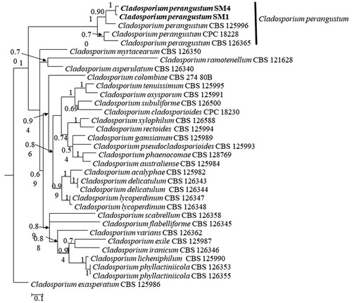 Figure 3. A 50% majority-rule consensus tree (Bayesian inference) using a combined dataset of ITS, EF1-a and ACT sequences. The posterior probability (>0.5) are given at the nodes. The scale bar shows the number of substitutions per site.