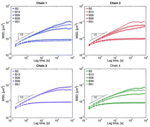 Figure 3. Mean-squared displacement (MSD) of selected beads within each chain. Short-lag time behavior is sub-diffusive, while the plateau a large lag times comes from the confinement of the nucleus wall and tethering of the chains. The inverse of the plateau value gives an approximation of the range of motion of the beads.Citation26 Beads close to the tethers explore smaller spaces than beads in the middle of the chain.