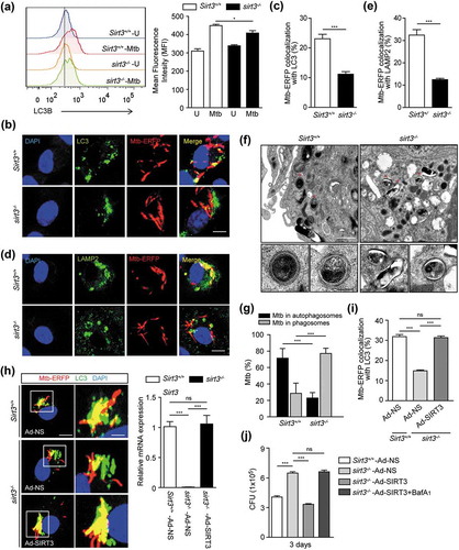 Figure 5. SIRT3 is essential for activation of antibacterial autophagy and phagosomal colocalization with lysosomes during mycobacterial infection. (a-e) BMDMs from Sirt3+/+ and sirt3−/- mice were infected with Mtb (a) or Mtb-ERFP (b-e) at MOI of 10, and incubated for 24 h (a), 4 h (b and c) or 6 h (d and e). (a) Representative images of FACS analysis for LC3B. Right, quantification of the results at left. (b-e) Cells were stained with Alexa 488-conjugated LC3 Ab (green; for b), LAMP2 Ab (green; for d), and DAPI (blue; for nuclei). (b and d) Representative immunofluorescence images of three independent replicates are shown. Scale bars: 5 µm. (c and e) Quantitative data of colocalization analyses showing the means ± SEM of three independent experiments, with each experiment including at least 100 internalized mycobacteria scored in seven random fields. (f) Sirt3+/+ and sirt3−/- mice were infected intranasally with Mtb (3 × 104 CFU), and monitored at 7 dpi. Below, the enlarged TEM images of the selected areas (asterisks) of Sirt3+/+ and sirt3−/- lung tissues. Representative TEM images from three independent experiments are shown. Scale bars: 5 µm. (g) Quantitation of 100 internalized mycobacteria per experimental condition. (H-J) BMDMs from Sirt3+/+ and sirt3−/- mice were transduced with a control adenovirus, virus expressing a mouse SIRT3 plasmid for 36 h. (h) The cells were infected with Mtb-ERFP (MOI = 10) for 4 h, and then stained with Alexa Fluor 488-conjugated LC3 Ab (green) and DAPI (blue; for nuclei). Representative immunofluorescence images of three independent replicates are shown. Scale bars: 5 µm. Right, qPCR analysis for overexpression efficiency of adenovirus containing mouse SIRT3 plasmid or a control adenovirus. (i) Quantitative data of colocalization analyses showing the means ± SEM of three independent experiments, with each experiment including at least 100 internalized mycobacteria scored in seven random fields. (j) The cells were infected with Mtb (MOI = 1) for 4 h, then lysed to determine intracellular bacterial loads at 3 dpi. ***P < 0.001. ns, not significant. U, uninfected. Mann-Whitney U test (c and e) or one-way ANOVA (g,i and j). Data are representative of three independent experiments (a,b,d,f and h), and values represent means (± SEM) from three or four independent experiments performed in triplicate (c,e,g,i and j).