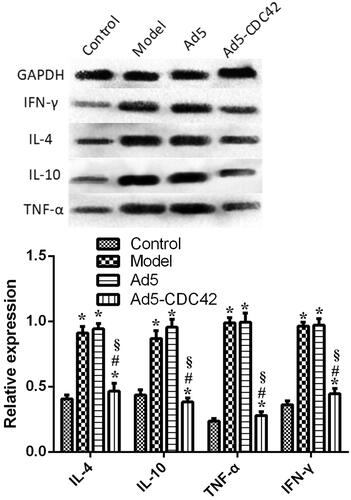 Figure 2. The protein levels of IL-4, IL-10, TNF-α, and IFN-γ in the colon tissues of various groups which were assessed by western blot. Control: the control group; Model: the model group; Ad5: the Ad5 group (adenovirus empty vector); Ad5-CDC42: the Ad5-CDC42 group (CDC42 adenovirus expression vector). *p < .05 vs. control. #p < .05 vs. model. §p < .05 vs. Ad5.