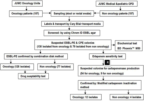 Figure 1 Workflow on carriage isolation, identification, confirmation and antimicrobial susceptibility testing with oncology and non-oncology group from June 2021 to November 2021 at Jimma Medical Center, Jimma, Southwest Ethiopia.