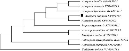 Figure 1. Molecular phylogeny of Acropora pruinosa and related species in Scleractinia based on complete mitogenome. The complete mitogenome is downloaded from GenBank and the phylogenic tree is constructed by maximum likelihood method with 500 bootstrap replicates. The gene's accession number for tree construction is listed behind the species name.