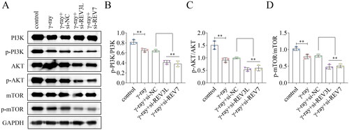 Figure 4. Effects of pol ζ on the PI3K/AKT/mTOR pathway. (A) The protein levels of PI3K, p-PI3K, AKT, p-AKT, mTOR, and p-mTOR in A172 cells treated with γ-ray and transfected with si-REV3L and si-REV7. The ratios of (B) p-PI3K/PI3K, (C) p-AKT/AKT, and (D) p-mTOR/mTOR were quantified. n = 3 in all experiments. The comparisons were analyzed using one-way ANOVA. **p < 0.01.