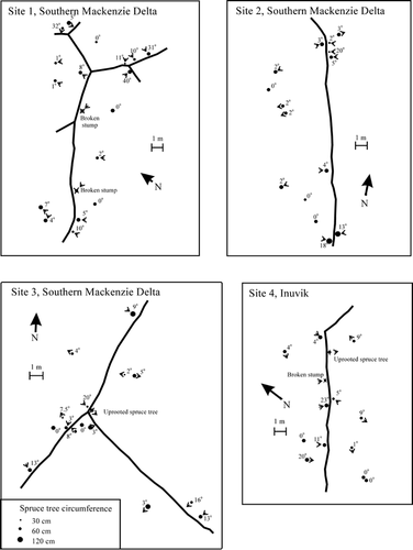 FIGURE 6. Maps of incipient ice-wedge networks and white spruce trees growing within 5 m of the ice-wedge trough, Sites 1 to 4, Mackenzie Delta. Circles proportional to tree circumference indicate tree position and arrows indicate direction of tree lean. The tree tilt (°) is indicated next to the tree