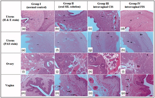 Figure 3. Histopathological characteristics of uterus, ovary and vagina from different studied groups after two weeks of SIL treatment. Hematoxylin and Eosin (H & E) staining. a–d: uterus of female Wistar rats. Magnification ×100. (a) Uterus of normal group showing endometrium lined by simple columnar epithelium (S), normal endometrial gland (G) and blood vessels (arrow). (b) Uterus of rat in oral-treated group showing increased height of endometrial epithelium, activity of endometrial glands (arrow), and increased vascularity of uterus (Bv). (c) Uterus of rat in intravaginal CIS-treated group showing a massive increase in the endometrial epithelium (S), endometrial glands (G) and number of blood vessels as well as the blood flow (Bv). d- uterus of rat in intravaginal FIS-treated group showing the endometrial epithelium (S) and endometrial glands (G) similar to normal group with minor increase in number of blood vessels (arrow). (e–h): uterus of female Wistar rats. Periodic acid Schiff (PAS) staining. Magnification ×100. (e) Uterus of normal group showing moderate reaction in the endometrial glands (arrow). (f) Uterus of rat in oral-treated group showing increased activity of endometrial glands (arrow). Note, increased vascularity of uterus (Bv). (g) Uterus of rat in intravaginal CIS-treated group showing a massive increase in the endometrial vascularity (Bv). Note, strong reaction in the endometrial glands (arrow). (h) Uterus of rat in intravaginal FIS-treated group showing normal endometrial vascularity (Bv) with moderate reaction in the endometrial glands (arrow). (i–l) Ovary of female Wistar rats. Magnification ×100. (i) Ovary of rat in normal group showing normal ovarian tissue with growing follicles (F) and normal ovarian blood vessels (Bv). (j) Ovary of rat in oral-treated group showing increased vascularity of ovarian tissue (Bv) and growing follicles (F). (k) Ovary of rat in intravaginal CIS-treated group showing a massive increase in the ovarian tissue vascularity (Bv) and growing follicles (F). (l) Ovary of rat in intravaginal FIS-treated group showing a slight increase in the ovarian tissue vascularity (Bv) and growing follicles (F). (m–p): Vagina of female Wistar rats. (m) Vagina of normal group showing normal vaginal epithelium (stratified squamous epithelium less keratinized (S)) and normal vaginal blood vessels (arrow). (n) Vagina of oral-treated group showing increased height of vaginal epithelium (S) and increased vascularity of vaginal tissue (arrow). (o)- vagina of intravaginal CIS-treated group showing a massive increase in height of vaginal epithelium (S) and increased vascularity of vaginal tissue (Bv). (p) Vagina of rat in intravaginal FIS-treated group showing increased height of vaginal epithelium (S) and minor changes in vascularity of vaginal tissue (arrow).