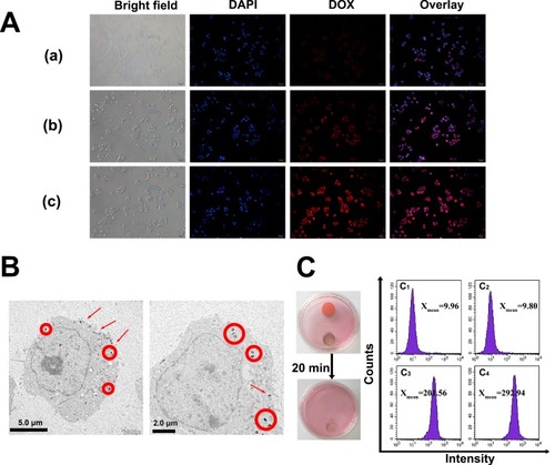 Figure 5 Cellular uptake of nanoparticles.Notes: (A) Fluorescence images of MCF-7/ADR cells after 2-h incubation with DOX (a), Ce6@MMSN/DOX@PEG-b-PAsp (b), and Ce6@MMSN/DOX @FA-PEG-b-PAsp (c). (B) Biological TEM images of MCF-7/ADR cells treated with nanocomposites for 2 h. The circles and arrows indicate the locations of the nanoparticles. (C) The ﬂuorescence intensity of MCF-7/ADR cells cultured under different conditions (right), C1, blank cell; C2, MSN; C3, nanocomposites without magnetic field; C4, nanocomposites within magnetic field; photographs of culture dishes containing MCF-7/ADR cells (left).Abbreviations: TEM, transmission electron microscope; DAPI, 4′,6-diamidinio-2-phenylindole; DOX, doxorubicin hydrochloride; Ce6, chlorin e6.