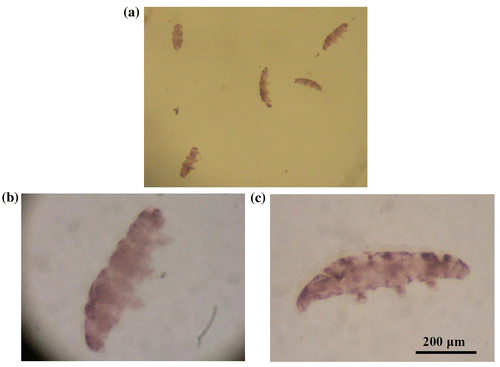 Figure 4. (a). Tardigrades exposed to 20 GPa for 30 min (second run). Two of them are shown in an expanded scale in (b). and (c). None of these five tardigrades could survive. However, no serious injuries could be seen in these two tardigrades.