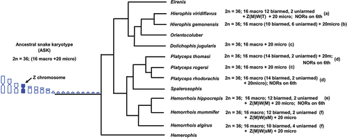 Figure 3. Phylogenetic relationships of Mediterranean whip snakes with available relative karyological data modified from .Pyron et al. (Citation2013), Figueroa et al. (Citation2016) and Zaher et al. (Citation2019). Chromosome data were collected from: (a) Mezzasalma et al. (Citation2015, Citation2018); (b) Matthey (Citation1931); (c) Gorman (Citation1973); (d) Branch (Citation1980); (e) this study; (f) Abd Allah (Citation2010)