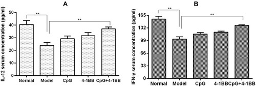 Figure 3 Immunotherapy increased serum IL-12 and IFN-γ concentrations in mice. The concentrations of these two cytokines in the mice treated with CpG-ODN were higher than those in the mice in the model group. The 4-1BB group was higher than the CpG group. Compared with those in the 4-1BB group, the concentrations of both cytokines in the CpG+4-1BB group were significantly increased. (A) Comparison of IL-12 concentration in peripheral blood of mice in each group. (B) Comparison of IFN-γ concentration in peripheral blood of mice in each group. **Data results were analysed by ANOVA; P< 0.001, n = 10 mice.