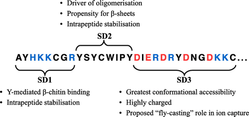 Figure 1. (Colour online) n16N chain sequence, labelled by putative character and function of hypothesised functional subdomain regions [Citation15]. Cationic and anionic residues are coloured in blue and red, respectively. An ellipsis indicates where the n16 parent protein’s chain continues.