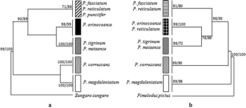 Figure 4. Phylogenetic relationships within the Pseudoplatystoma genus based on (a) cyt b and (b) COI genes. Only the maximum-likelihood (ML) tree topology is shown. The neighbor-joining (NJ) analysis generates the same tree topology. Bootstrap values above 70% for NJ and ML are indicated at each node.