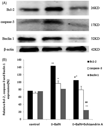 Figure 3. Schisandrin A inhibits apoptosis in liver injury. (A) Bcl-2, caspase-3, and beclin 1 protein expression. (B) The relative expression of Bcl-2, caspase-3, and beclin 1. Optical densities of respective protein bands were analyzed using Sigma Scan Pro5. Statistical comparisons between treated and control groups were performed using ANOVA (*p < 0.05, **p < 0.01 versus control; #p < 0.05, ##p < 0.01, compared with the d-GalN-treated group).
