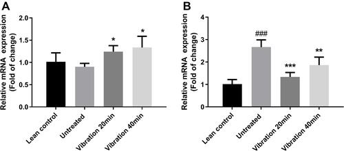 Figure 6 (A) AMPKα relative mRNA expression in soleus, (B) AMPKα relative mRNA expression in gastrocnemius.Notes: Data are expressed as mean ± SD. P-value <0.05 were considered significant. *P<0.05 vs untreated, **P<0.01 vs untreated, ***P<0.001 vs untreated. ###P<0.001 vs lean control.