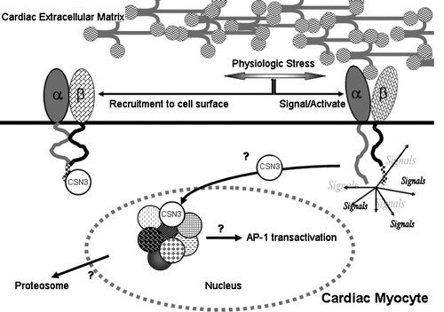 Figure 5.  Model of β1D integrin interaction with the COP9 signalosome complex. Cardiac myocytes respond to physiological stress (e.g., ischemia, pressure or volume fluctuations) through integrin activation. The resultant signaling causes translocation of CSN3-containing (sub)complexes to the nucleus, recruitment of more integrin to the cell surface, and strengthening of cell-ECM linkages. The recruitment of CSN3 to the nucleus results in the regulation of various transcripts responsive to the COP9 signalosome (sub)complex and the selective export of proteins from the nucleus for degradation pathways.