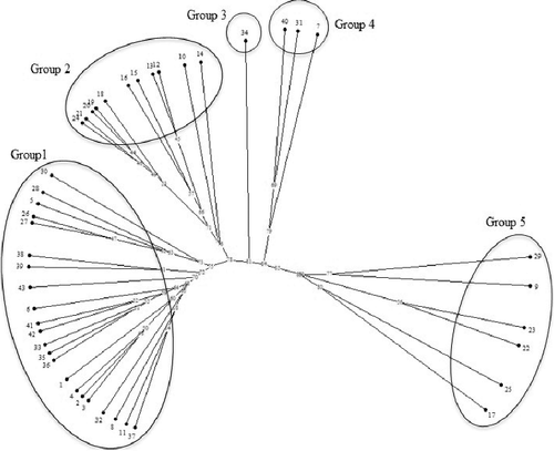 Figure 1. Dendrogram of 43 durum wheat germplasm resulting from the UPGMA cluster analysis based on Jaccard's similarity coefficients obtained from ISSR marker.