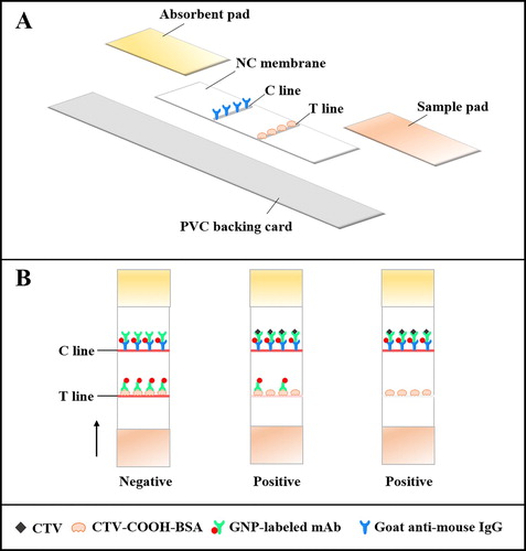 Figure 1. Assemblage (A) and principle (B) of the immunochromatographic strip assay.