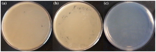 Figure 3. Photographs of colonies of B. subtilis (a) control, (b) after treatment with pytz and (c) treated with TzPdNPs.