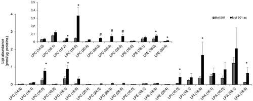 Figure 5. Molecular species of lysoPL detected in Mel501 cells cultured in buffered (Mel501) and in acidic conditions (Mel501ac). Lipid extracts were analysed by LC/MS-MS. Data are expressed as pmol of lipid species/μg of proteins. Mean values ± SD (n = 6, Mel501; n = 4, Mel501ac) are shown (*p < 0.05, Mel501 vs Mel501ac; # lipid species exclusively found in Mel501ac). The inserted panel expand the vertical axis to allow comparison of low abundance lipid subclasses.