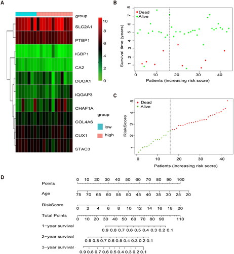 Figure 4. External validation of methylation models by GSE3900. (A) Heat map of 10 differential gene expressions between high- and low-risk scoring groups in GSE39001. (B) Risk score scatter plot. Red dots indicate dead patients and green dots indicate living patients in GSE39001. (C) Risk score curve graph in GSE39001. Green curves indicate low-risk group and red curves indicate the high-risk group. Alive. (D) Establishing a column line graph based on prognostic features to predict OS in cervical cancer in GSE39001.