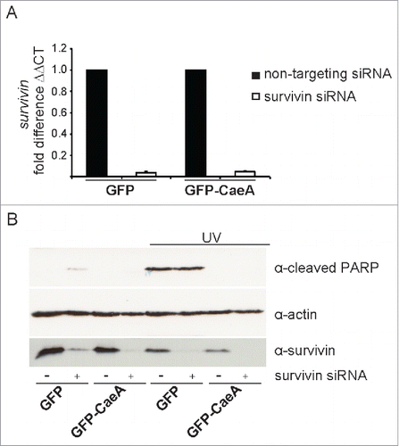 Figure 3. Survivin knock-down does not affect CaeA-induced apoptosis-inhibition. HEK293 cells stably expressing GFP or GFP-CaeA were transfected with 50nM non-targeting siRNA (−) or human survivin siRNA (+). (a) 48 hours post-transfection total isolated RNAs were reverse transcribed using SuperScript II reverse transcriptase according to the manufacturer's protocol and a qRT-PCR was performed with oligonucleotides specific for survivin and hpbgd as a house keeping gene. The ΔΔCt values were calculated for the fold difference of survivin siRNA-treated cells to non-targeting siRNA-treated cells using the 2−ΔΔ Ct method. (b) 48 hours post-transfection cells were treated with or without UV light (800 J/m2) and incubated for 6h at 37°C in 5% CO2. Proteins were separated by SDS-PAGE, transferred to a PVDF membrane and probed with antibodies against cleaved PARP, survivin and actin as loading control. The result of one representative experiment out of 3 independent experiments with similar results is shown.