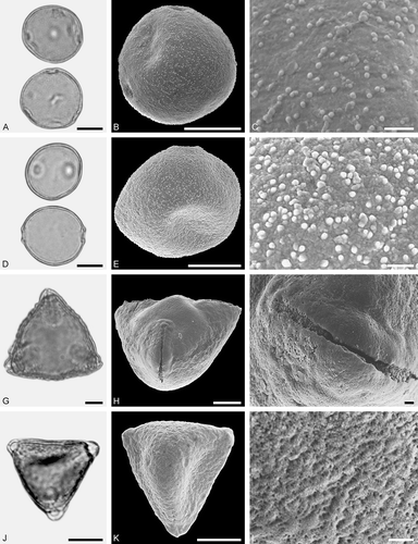 Figure 16. LM (A, D, G, J) and SEM (B, C, E, F, H, I, K, L) micrographs of dispersed fossil Cannabaceae and Elaeagnaceae pollen. A–C. Celtis sp. 2, close-up of polar area. D–F. Cannabaceae gen. et spec. indet., close-up of polar area. G–L. Elaeagnus sp., close-ups of area around colpus (I), and mesocolpium (L). Scale bars – 10 µm (A, B, D, E, G, H, J, K), 1 µm (C, F, I, L).