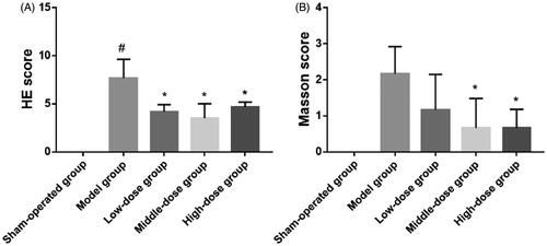 Figure 10. Day 28 hematoxylin and eosin (HE) scores (A) and Masson’s scores (B) in the sham-operation group, model group, low-dose group, middle-dose group, and high-dose group (#p< .001; *p< .01).