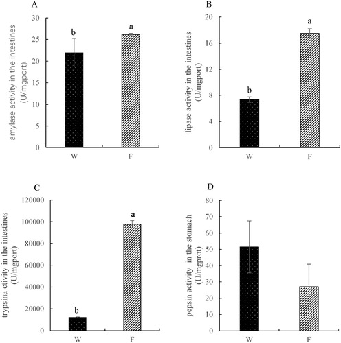 Figure 4. Activities of amylase, lipase, trypsin in the intestines and the pepsin in the stomach (W – wild caught group, F – cultured group).