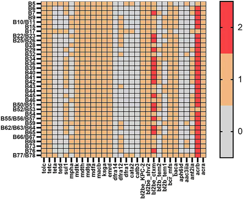 Figure 2 Distribution map of drug resistance genes. (1) Multi-drug resistance genes were detected from studied strains, including multidrug resistance efflux pump genes- major facilitator superfamily transporter(MFS), resistance-nodulation-cell division transporter (RND), and β-lactamase genes. Among them, KPC-2, SHV, CTX-M, MFS (mdth, mdtg, mdtk) and RND (acrb, tolc) genes existed in all strains. (2) The number of tetracycline resistance genes contained in the studied strains was different, in which the detection rates of teta, tetd and tetc were 6%, 4% and 100%, respectively.