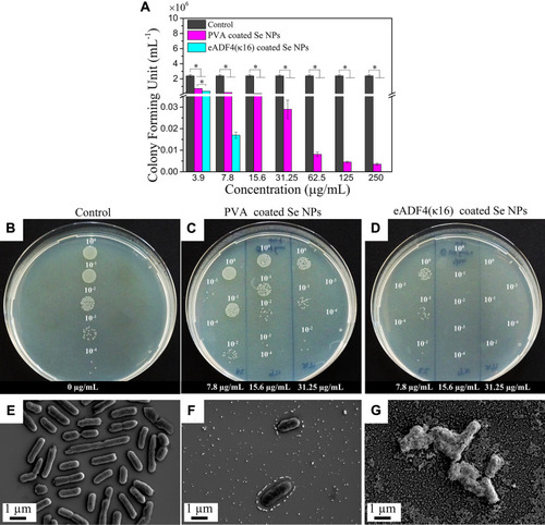 Figure 3 (A) colony-forming units (CFU) assay using E. coli after treatment with eADF4(κ16) and PVA-coated Se NPs with varying concentrations from 3.9 µg/mL to 250 µg/mL. One-way ANOVA with Tukey’s post hoc test was used to compare means of experimental groups at each concentration, *p-value < 0.05. (B–D) Agar plate images of CFU test of E. coli, (B) control without particles, (C) PVA coated Se NPs, (D) eADF4(κ16)-coated Se NPs. 10° is the original (bacteria + Se NPs) solution, 10−1, 10−2, 10−3 and 10−4 mean diluting the original solution 10, 100, 1000 and 10,000 times, respectively, to make the colonies more countable. SEM images of 2.5 ×107 cells/mL E. coli before and after treatment with 75 µg/mL Se NPs: (E) plain E. coli, (F) E. coli incubated with PVA coated Se NPs, and (G) E. coli incubated with eADF4(κ16)-coated Se NPs.