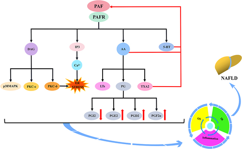Figure 2 Mechanism of action of the PAF via platelet activation to induce NAFLD. The binding of the PAF to the PAFR will induce platelet activation and stimulate the secretion of 5-HT, IP3, AA and DAG by platelets or multiple cells. IP3, by regulating Ca2+ mobilisation, may trigger endoplasmic reticulum stress (ERS). AA can be further converted to LTs, PG and TXA2. PG mainly includes PGI2, PGE2, PGD2 and PGF2α. The activation of DAG induces the activation of p38MAPK and PKC (PKCε and PKCδ), and PKCδ may agonise ERS. Moreover, 5-HT, AA and TXA2 further stimulate the PAF and amplify platelet activation. Subsequently, these substances induce cascade reactions that may be involved in NAFLD development by promoting the development of oxidative stress, inflammatory responses or insulin resistance.