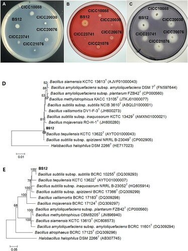 Figure 1. Strain screening with plate assay and identified with hyligenetic tree assay. Note: (A) SBM protein plate; (B) carboxymethylcellulose sodium plate; (C) starch plate; (D) hyligenetic tree of the16S rRNA region of BS12; (F) hyligenetic tree of the gryB region of BS12.