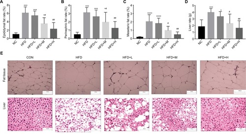 Figure 2 RSV reduced fat tissue in C57BL/6J HFD-fed mice.Notes: (A) Epididymal fat (%), (B) perinephric fat (%), (C) mesenteric fat (%), (D) liver rate, and (E) fat and liver tissue (n=12 per group). *P<0.05 and **P<0.01 compared with the NC group; #P<0.05 and ##P<0.01 compared with the HFD control group. ***P<0.001, ****P<0.0001.