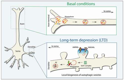 Figure 1. Schematic representation of basal AV biogenesis in the axonal tip (top panel) and on demand AV biogenesis in dendrites (bottom panel) during synaptic plasticity.