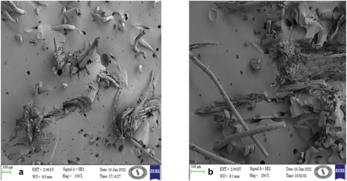 Figure 4. SEM images of composite (A) cotton fibers composites (B) Pigeon pea fibers composites.